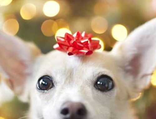 Holiday Hours