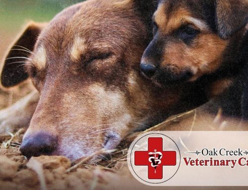 How Often Should Dogs Go to the Vet? Puppy, Adult, and Senior Visit Guide