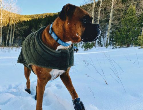 Winter Safety Tips