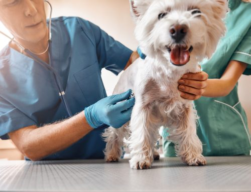How Your Pet Benefits From Regular Wellness Care