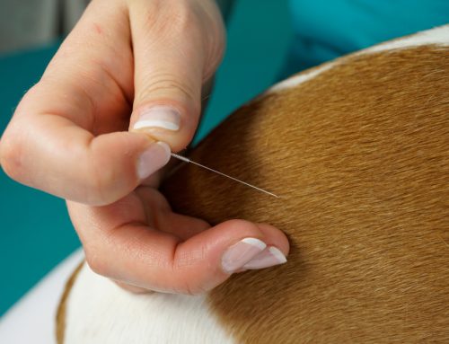 Getting to the Point: Acupuncture for Pets