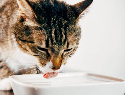 The Impact of Early Detection on Chronic Kidney Disease in Pets