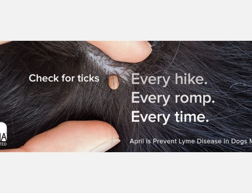 It’s One of the Worst Tick Seasons on Record!