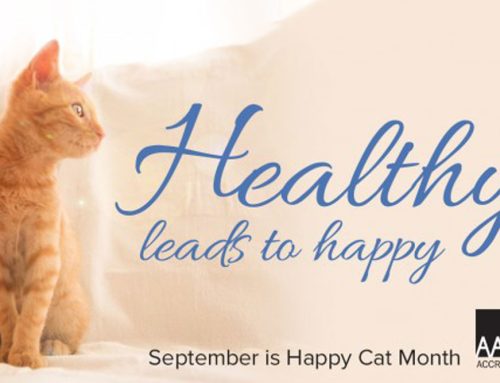 Happy Cat Month!