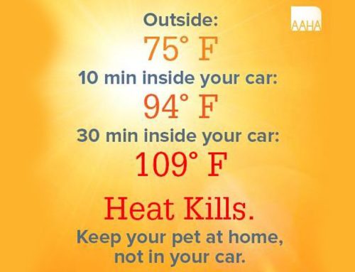Keep Those Dogs Safe This Summer–Leave Them Home in the Heat!