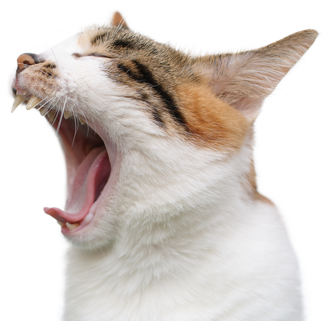 Dental Care Vet in Oak Creek Oak Creek Veterinary Care