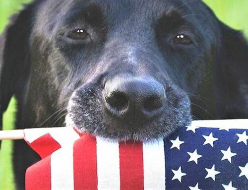 4th of July Tips to Keep Your Pet Safe and Healthy