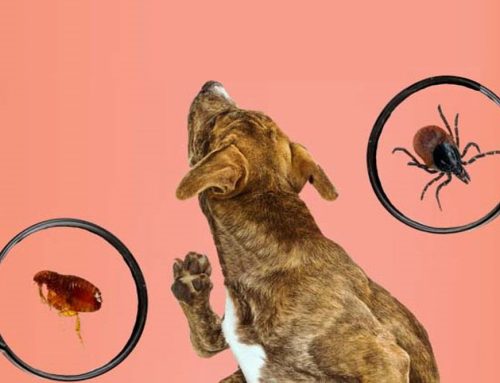 Should Flea and Tick Prevention Be Used Year Round?