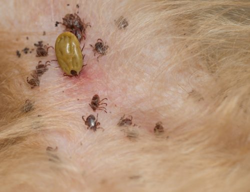 Taking Care of Ticks: What to Do If You Find a Tick On Your Pet