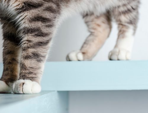 Feline Arthritis FAQs