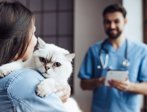 10 Tips for a Stress-Free Veterinary Visit