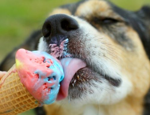 Top Ways to Help Your Pets Beat the Heat