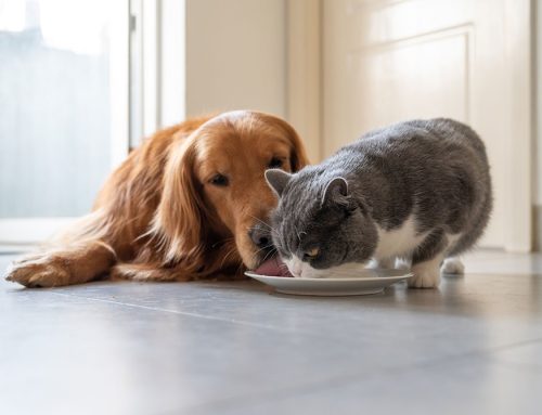 Streamline Your Pet’s Care With Our New Online Scheduling System