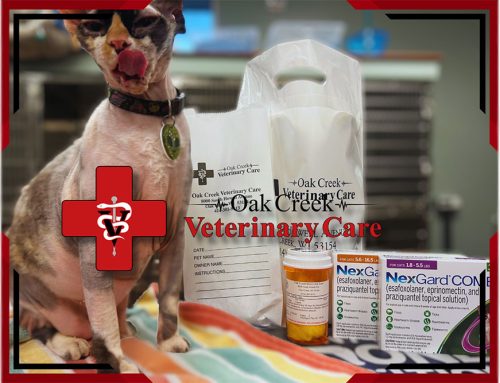 Supporting Local: The Best Care for Your Pets at OCVC