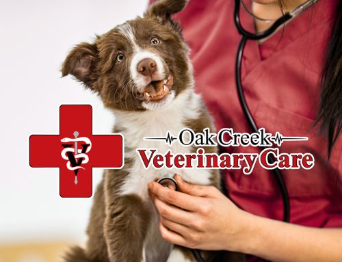 September Is National Pet Insurance Month: Protecting Your Pet, Protecting Your Peace of Mind