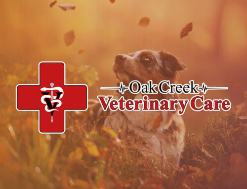 No-Bake Pumpkin Dog Treats for a Paw-some Oktoberfest