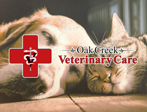 Celebrating Senior Pets: How to Keep Your Older Dog or Cat Healthy This November