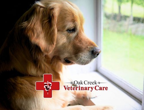 Back-to-School Blues: Helping Pets Adjust to a New Routine